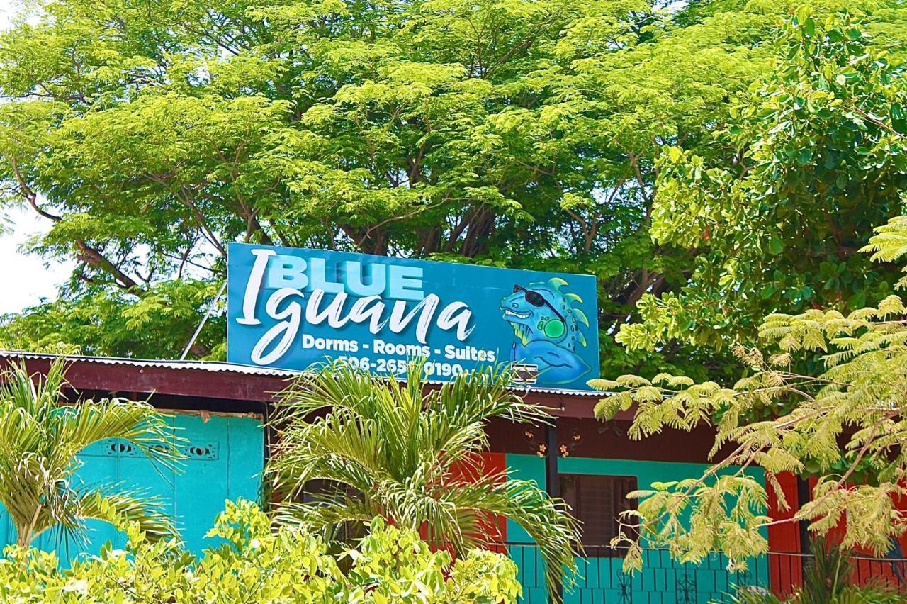 Blue Iguana Sámara
